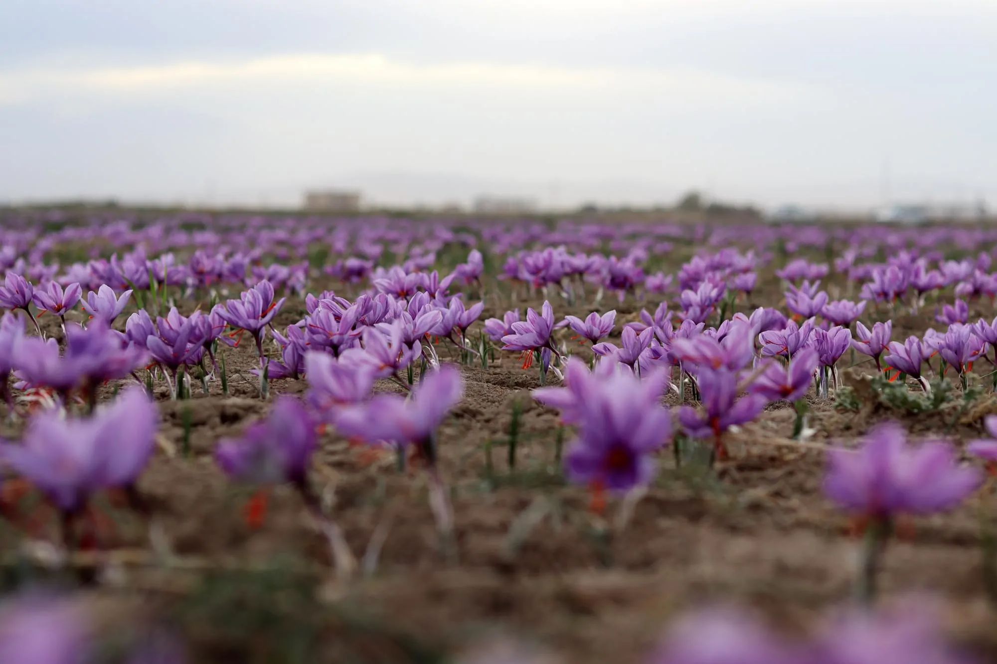 زعفران عمده 