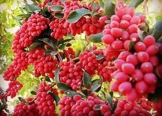 محصولات قائنات