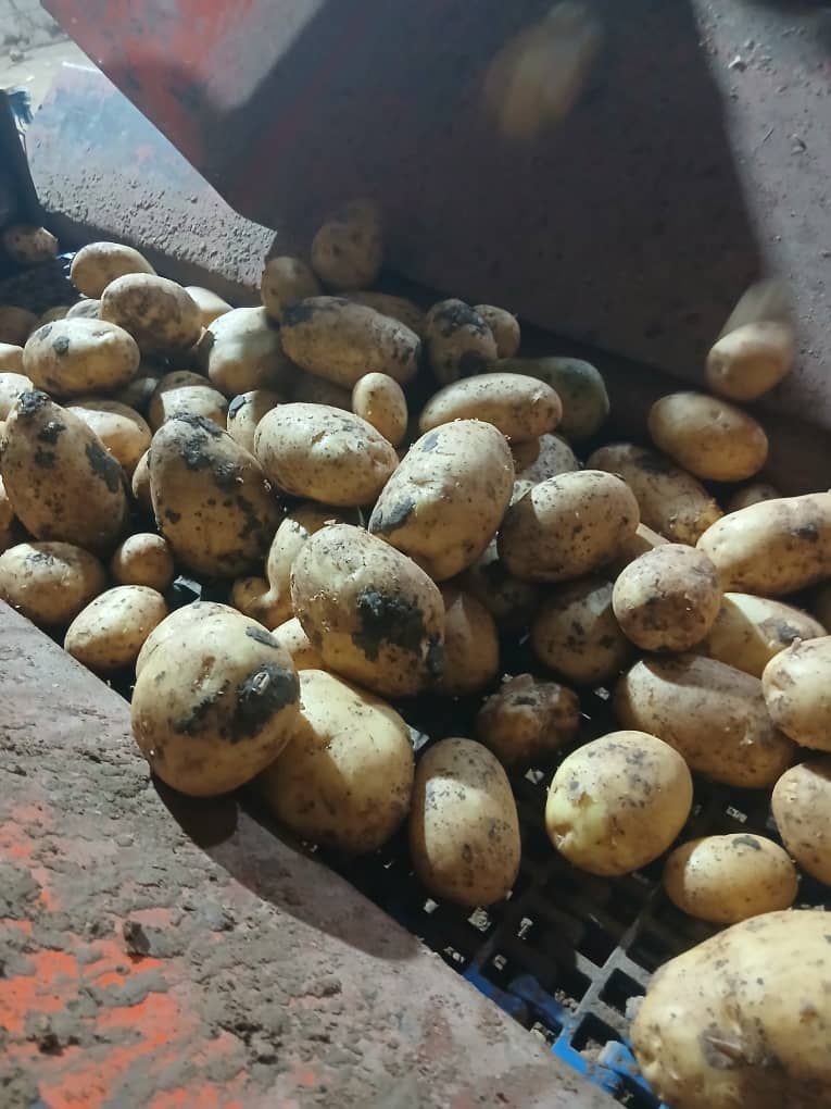 سیب زمینی لوکس