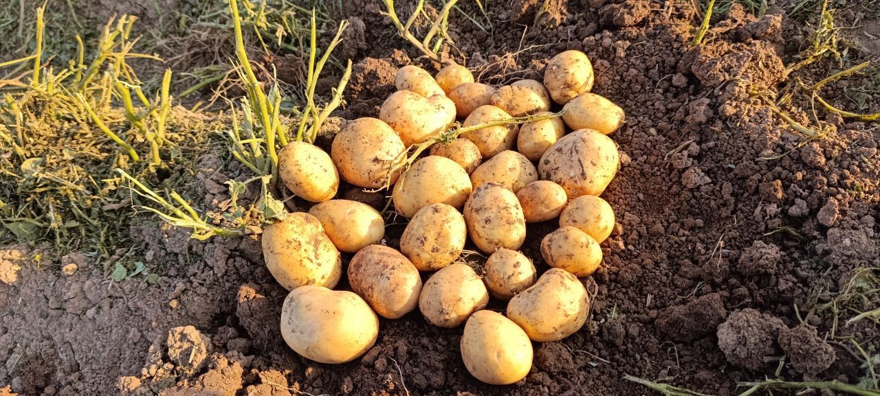 سیب زمینی لوکس