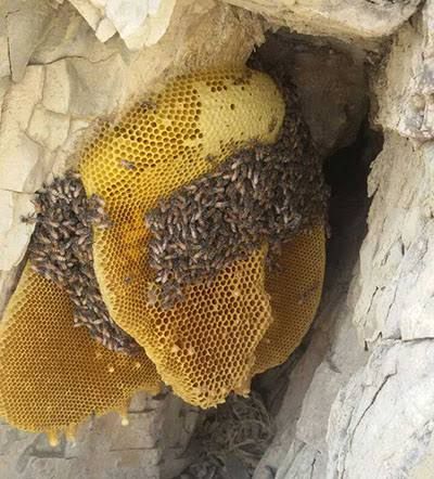 عسل طبیعی کوهستان سیستان بلوچستان 