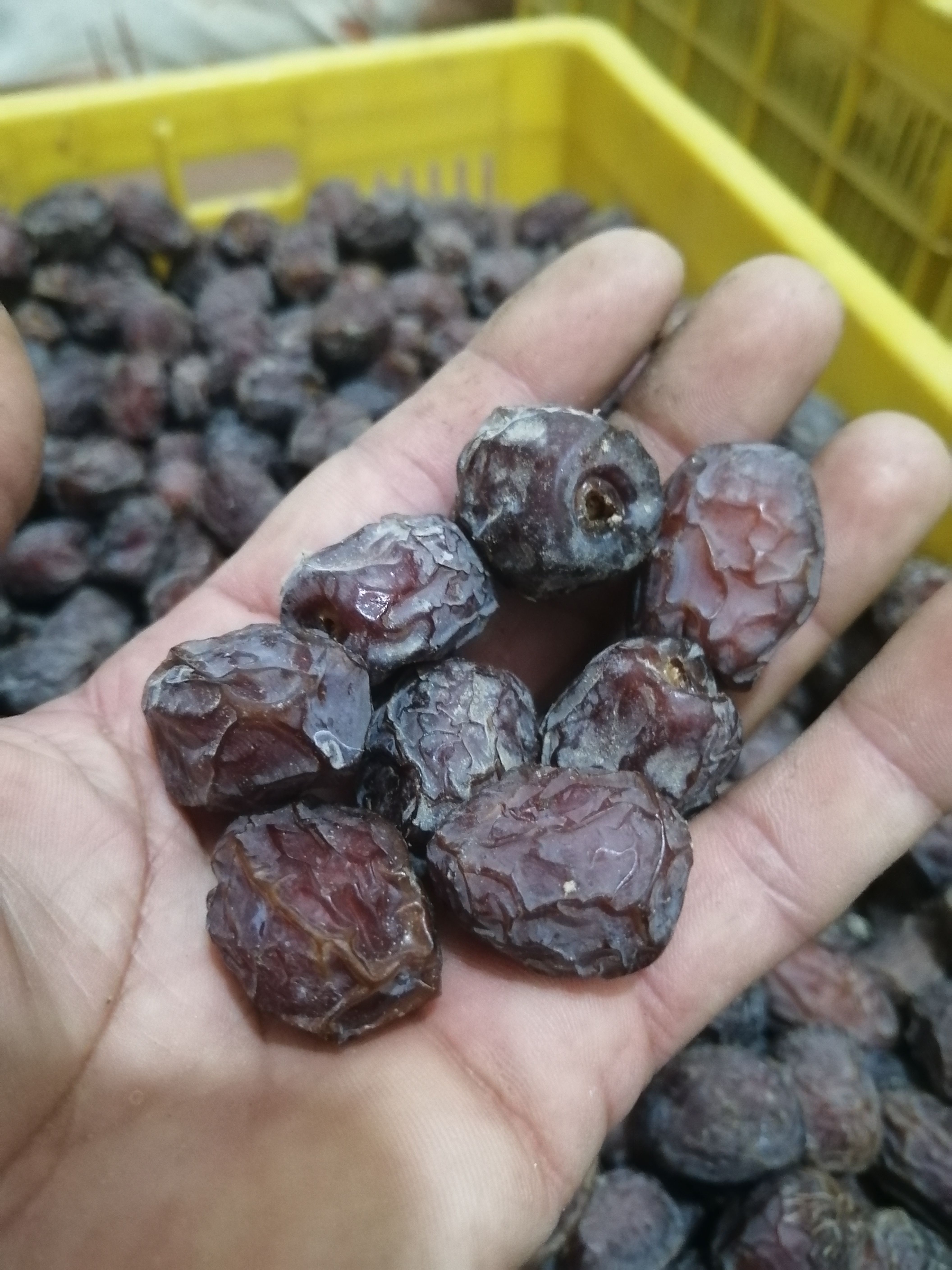 فروش خرما مضافتی غیره