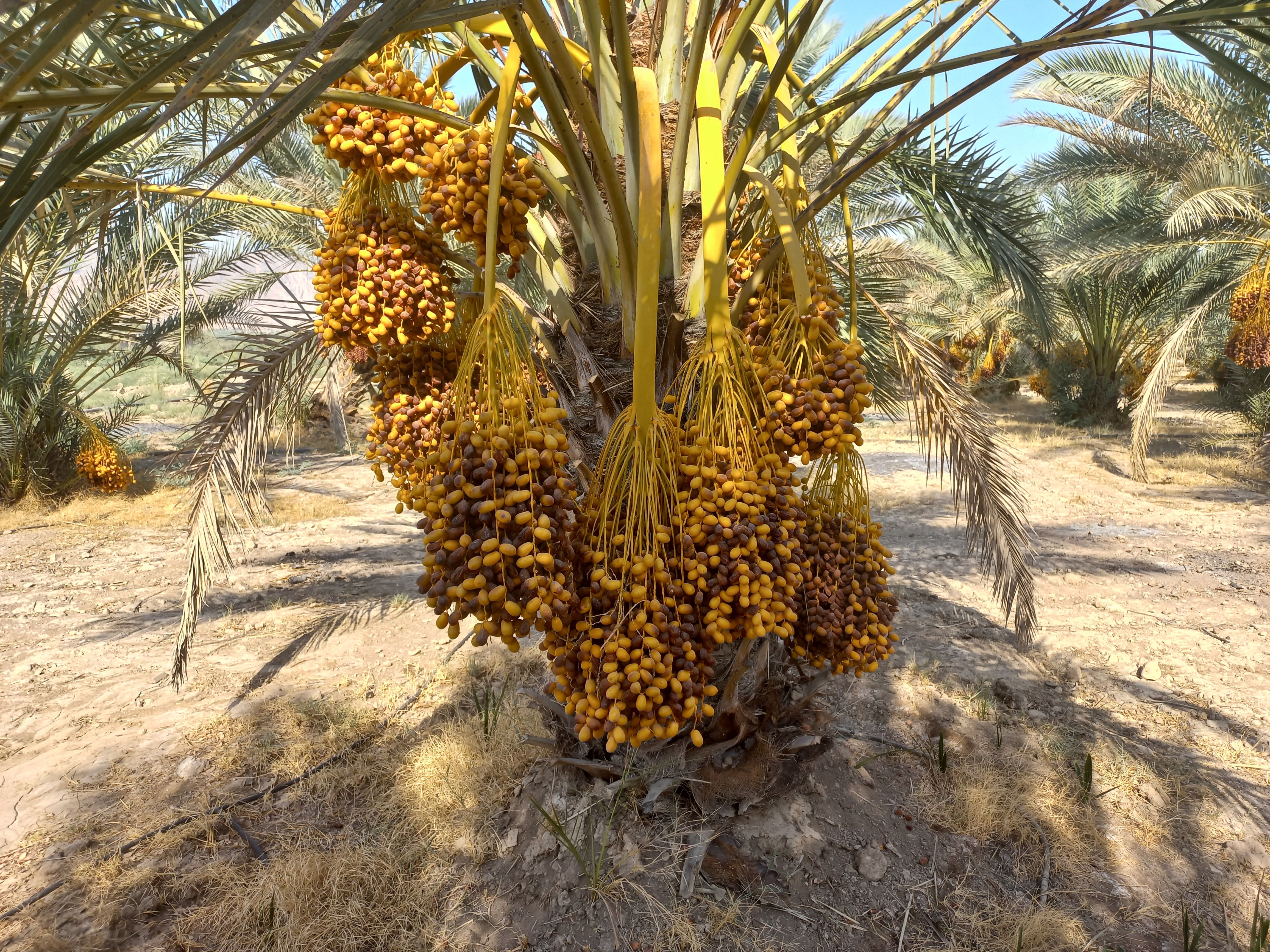 خرما زاهدی و هلیله ای شیراز