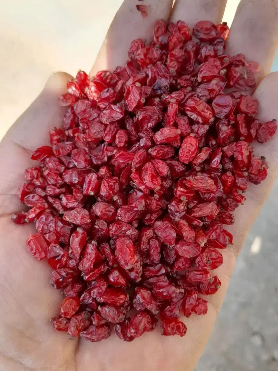 تولید و عرضه زرشک و زعفران درجه یک ایران 