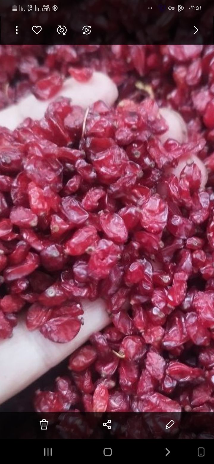 زعفران ساسانی