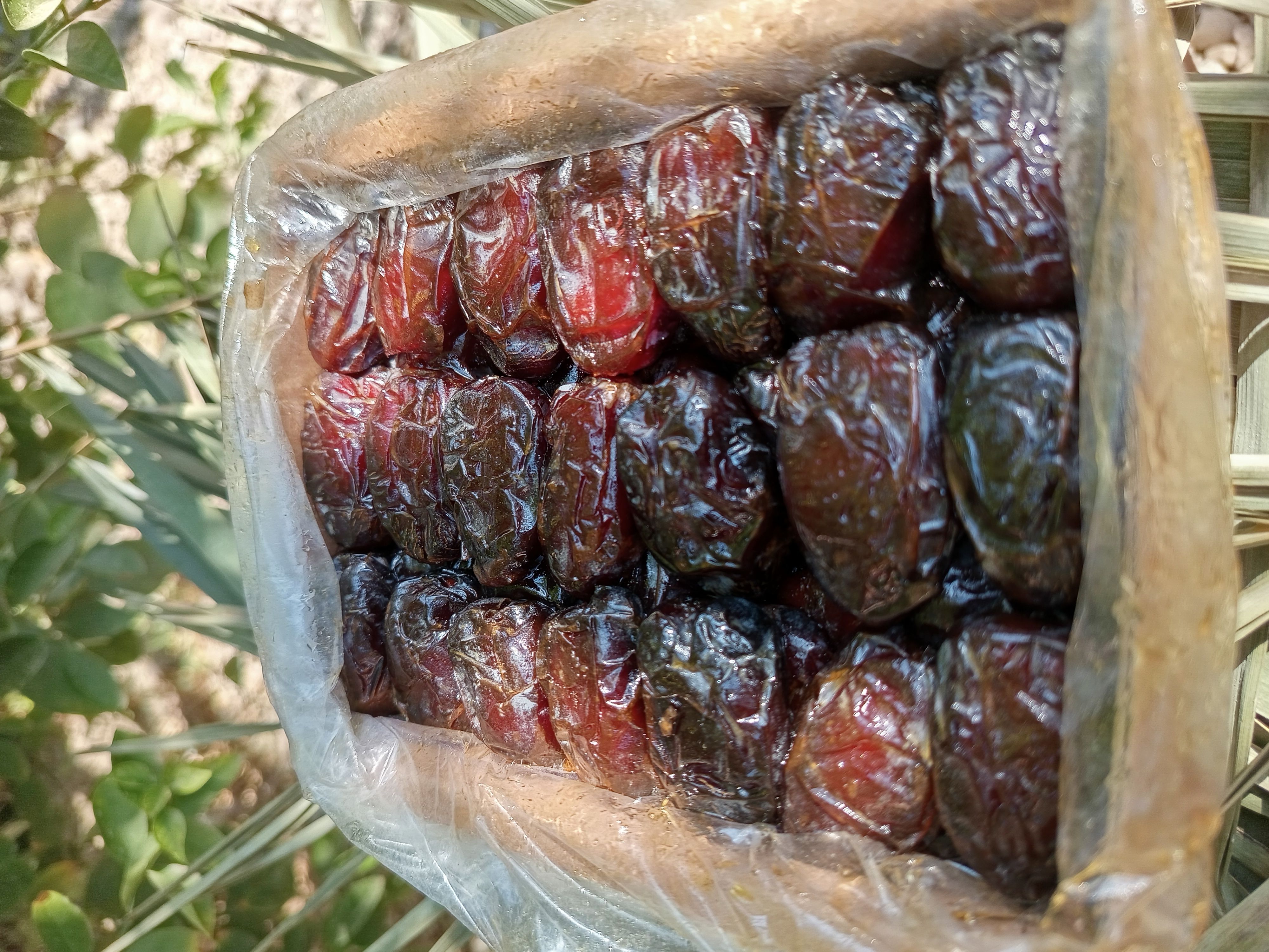 خرما درجه یک کبکاب آیناز