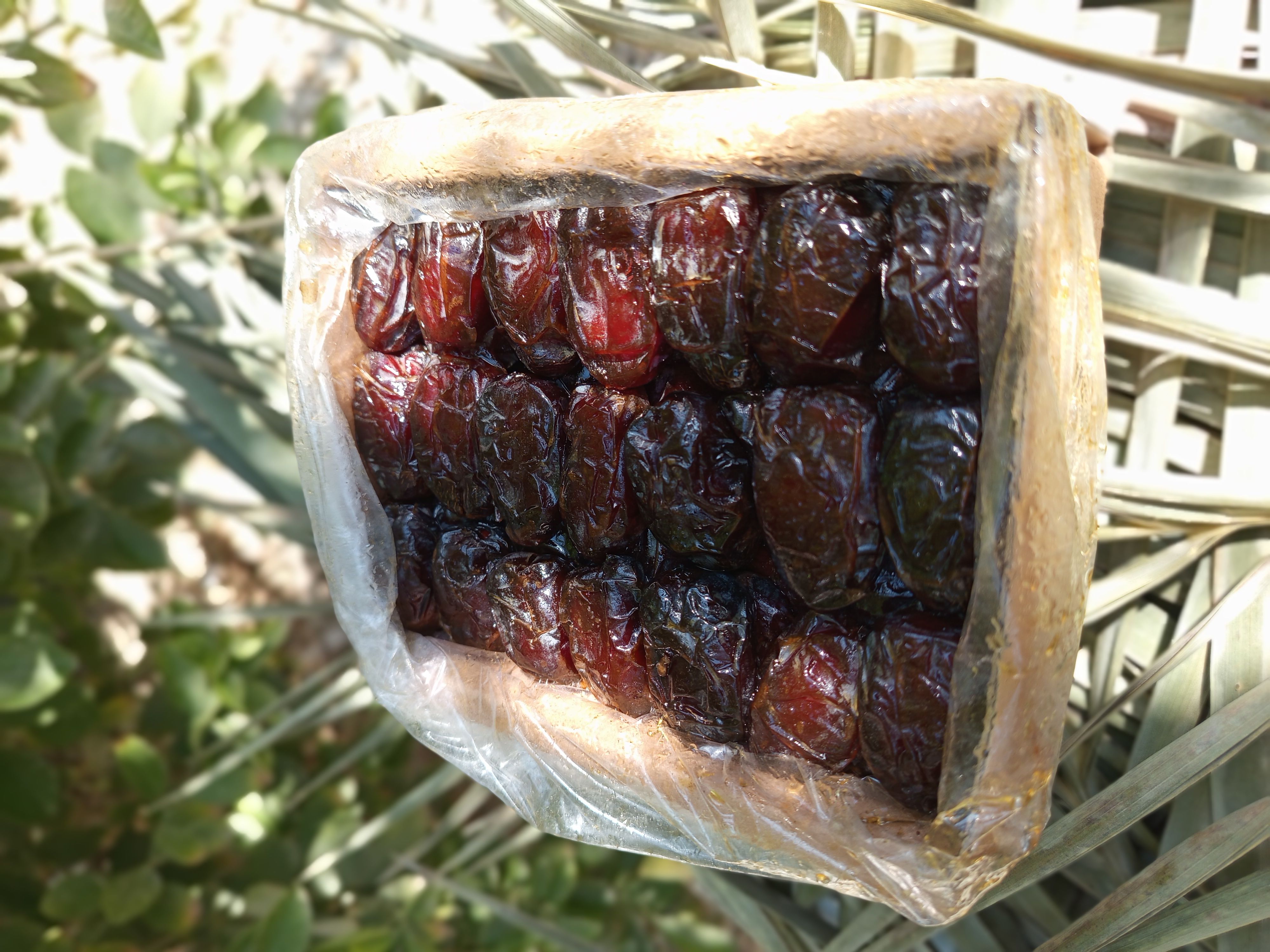 خرما درجه یک کبکاب آیناز