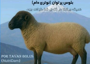 بلوس ایمنی گوسفند