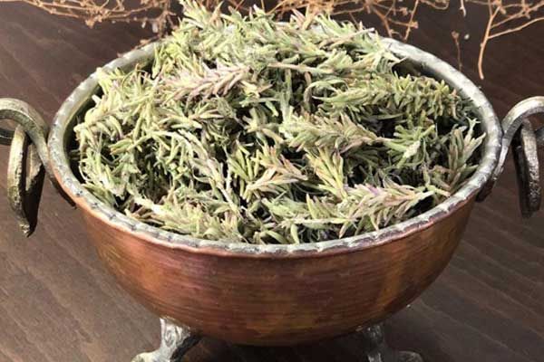 دمنوش گیاه کاکوتی