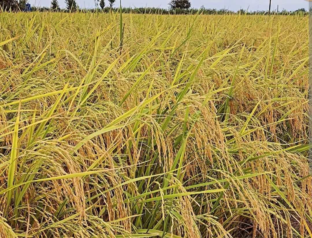 برنج اعلای کیانی شمال
