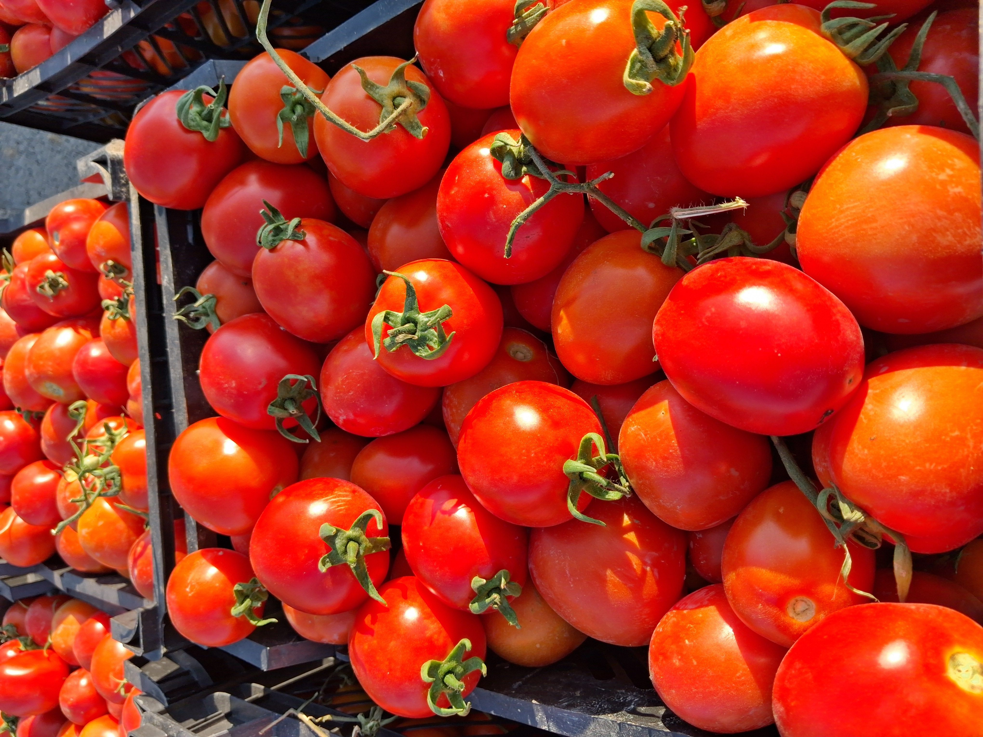 فروش گوجه tomato