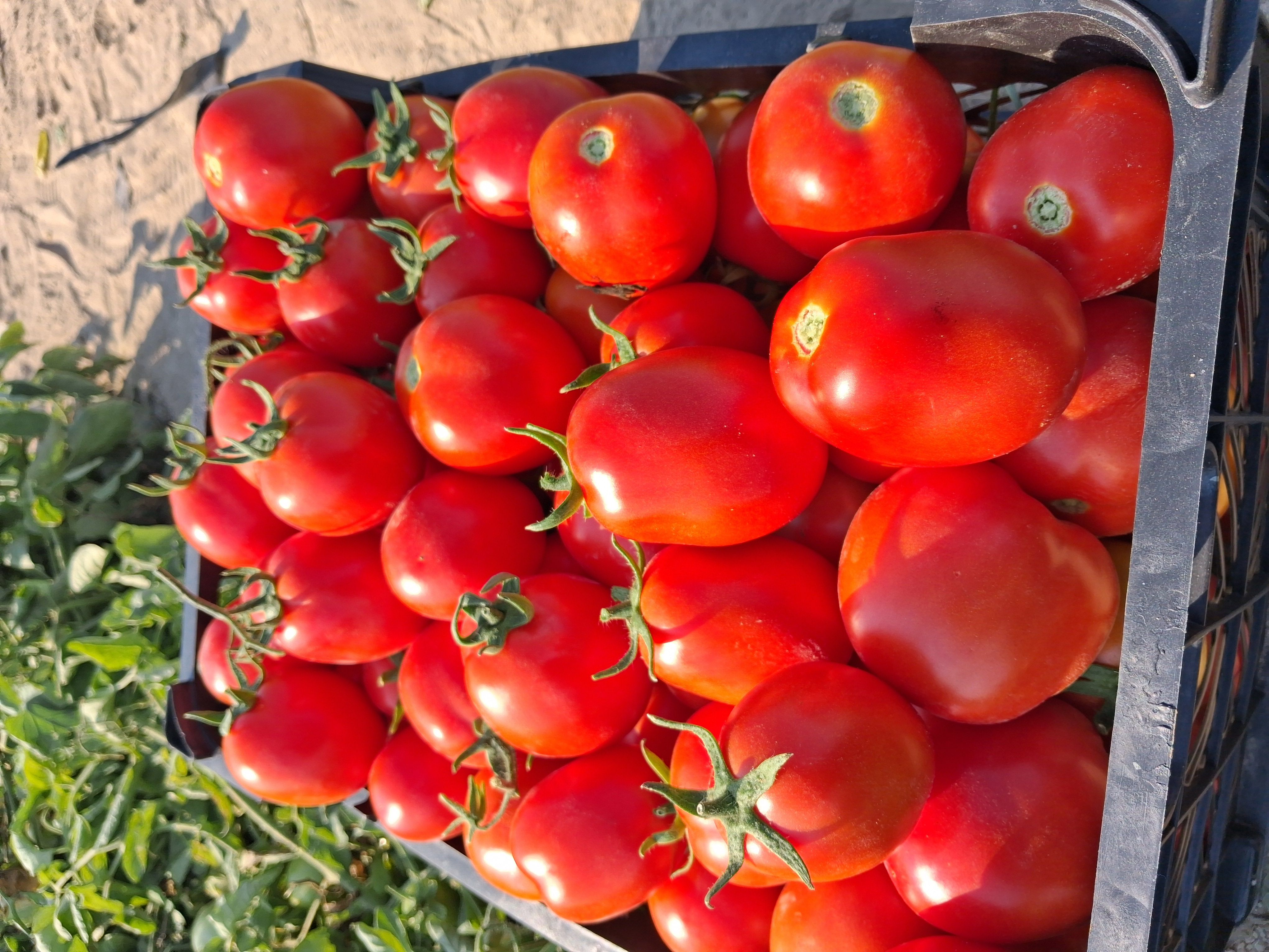 فروش گوجه tomato