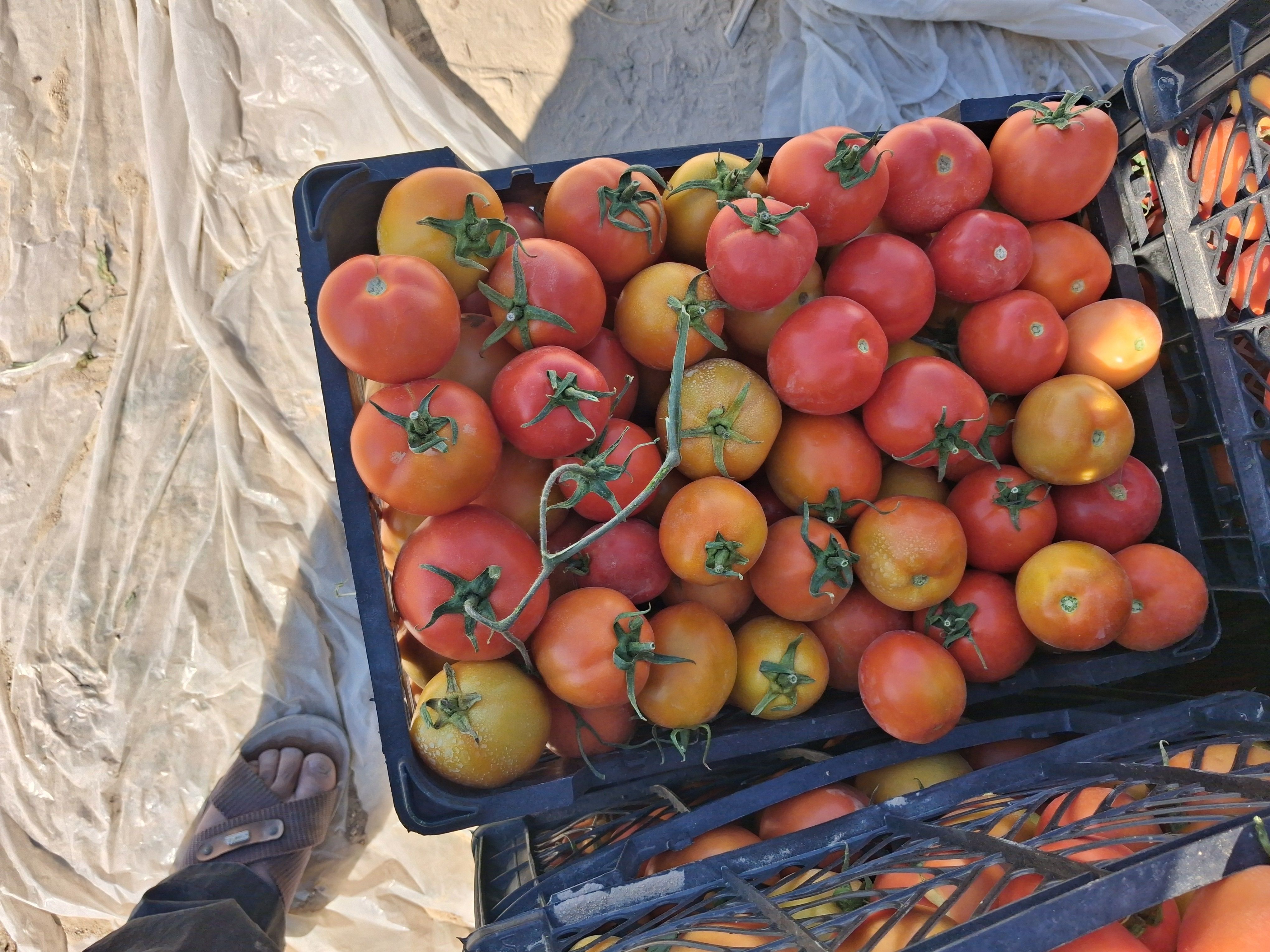 فروش گوجه tomato