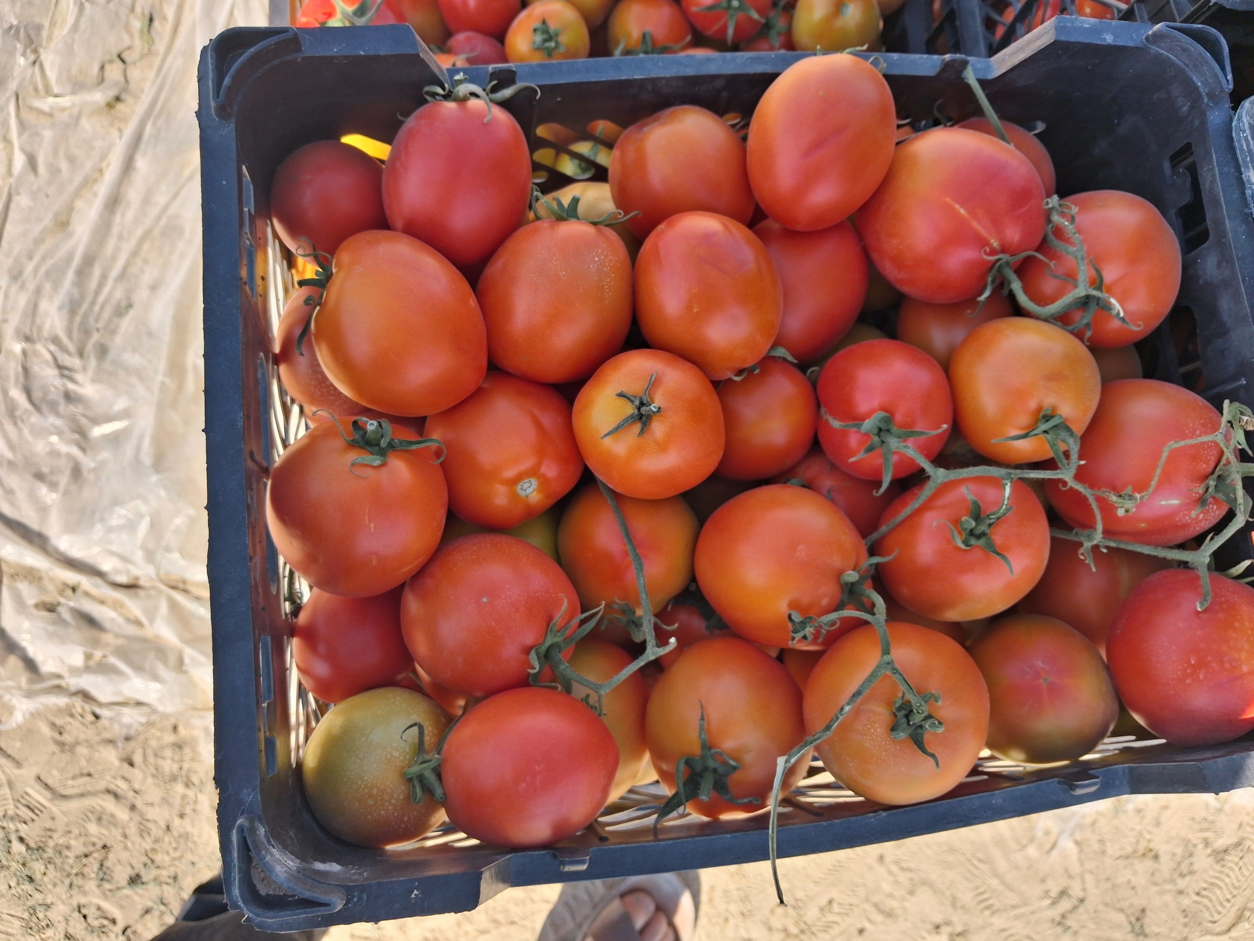 فروش گوجه tomato