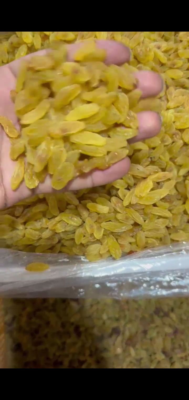  کشمش زرد قلمی
