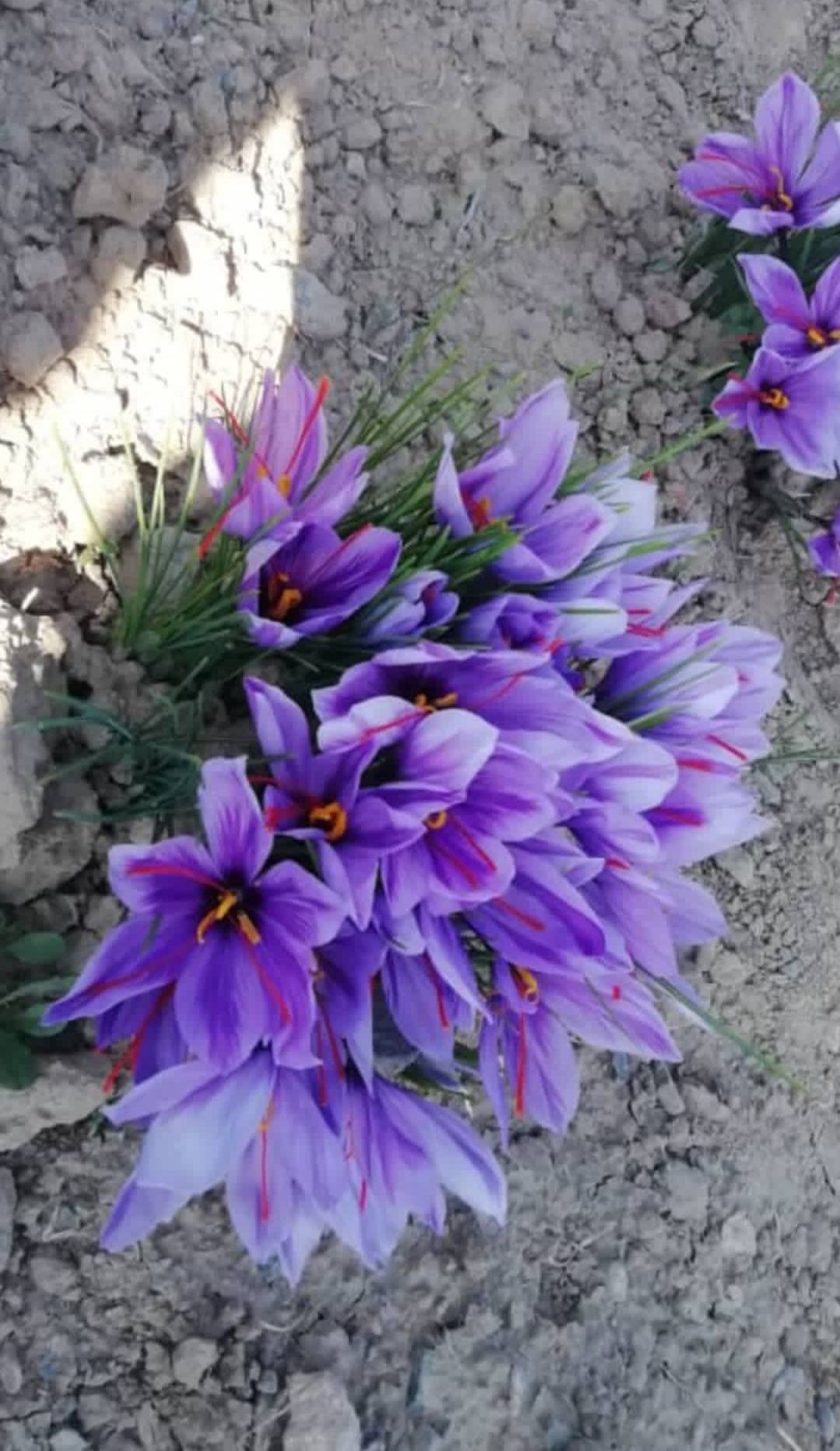 زعفران صادراتی درجه ۱