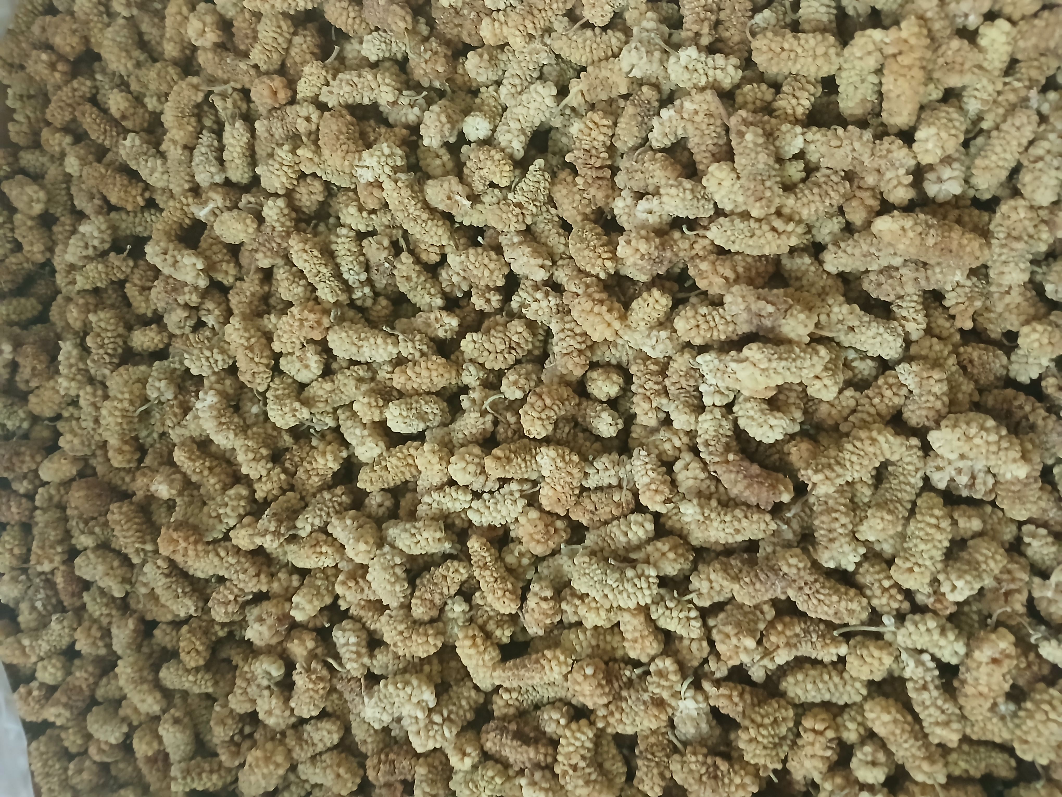 توت خشک خانگی و صنعتی