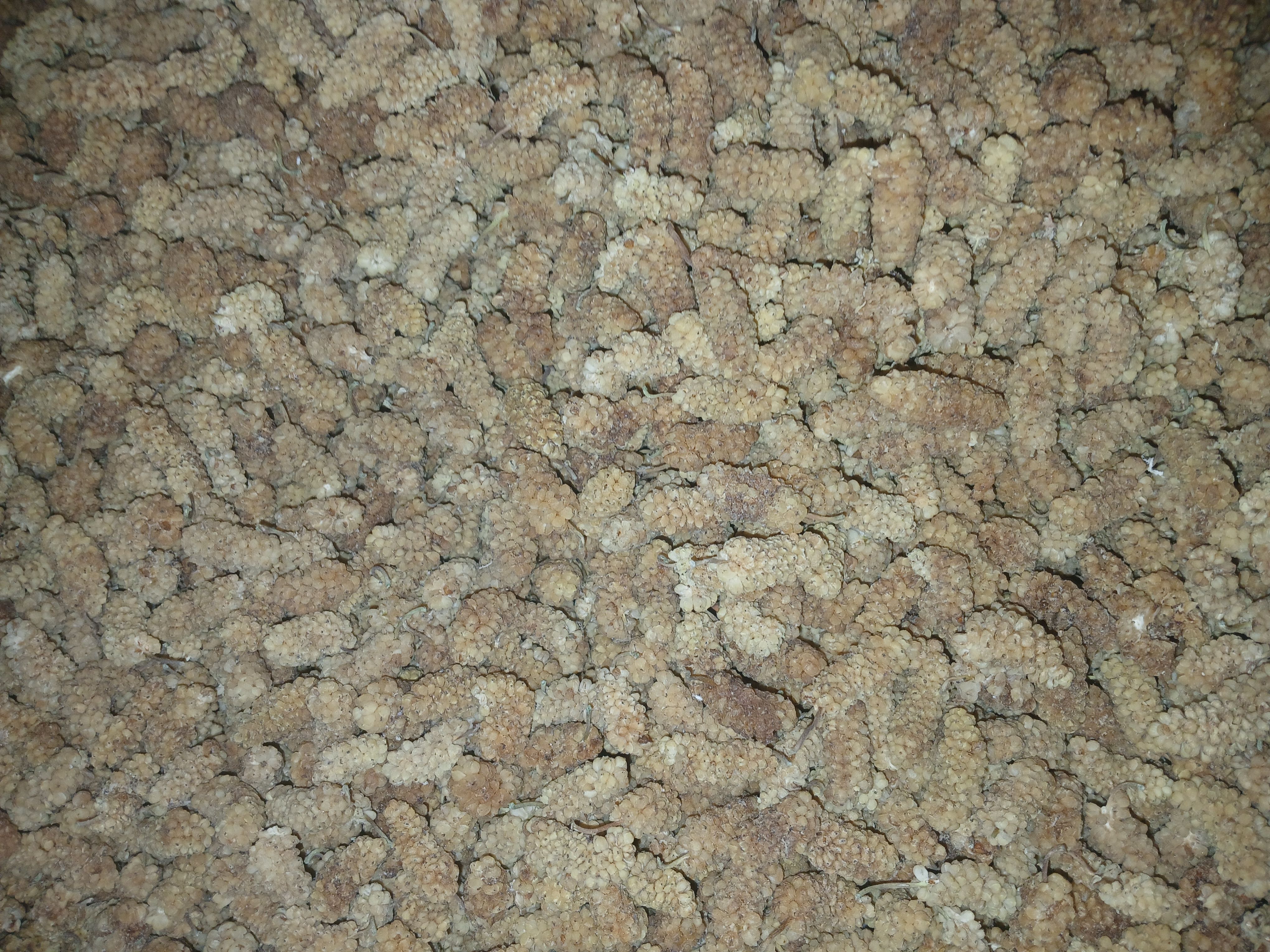 توت خشک خانگی و صنعتی