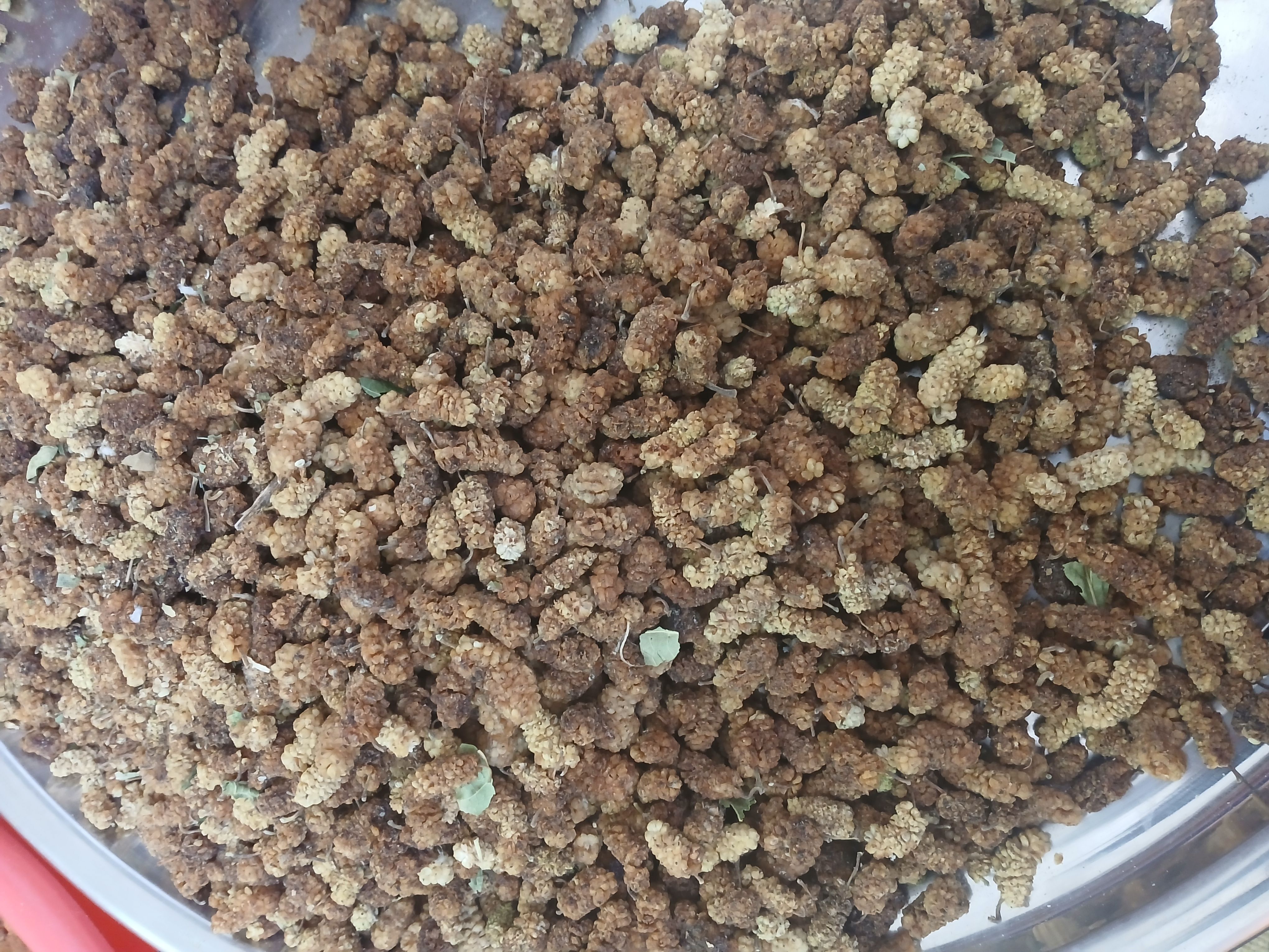 توت خشک خانگی و صنعتی