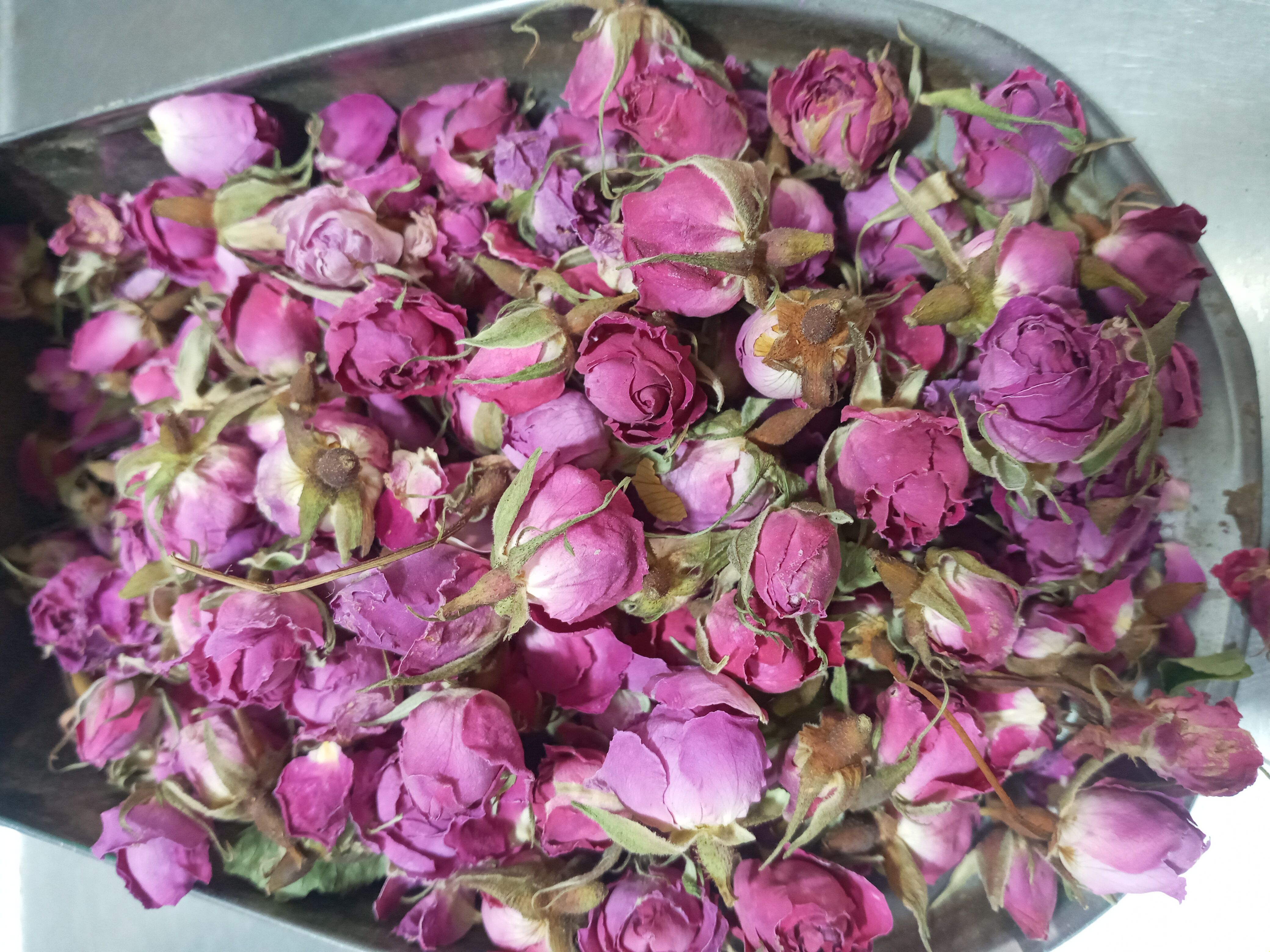 گل غنچه لاله زار کرمان