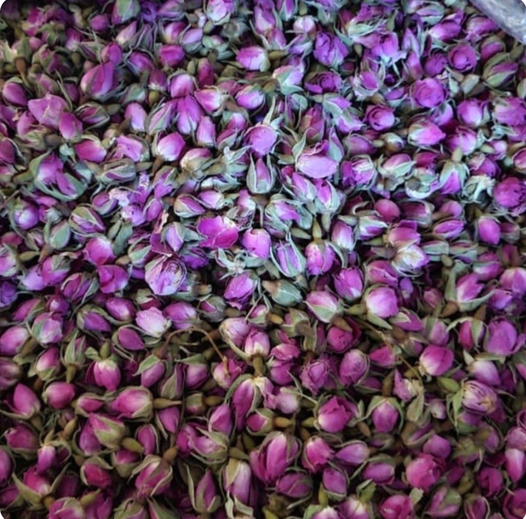 غنچه(گل محمدی)