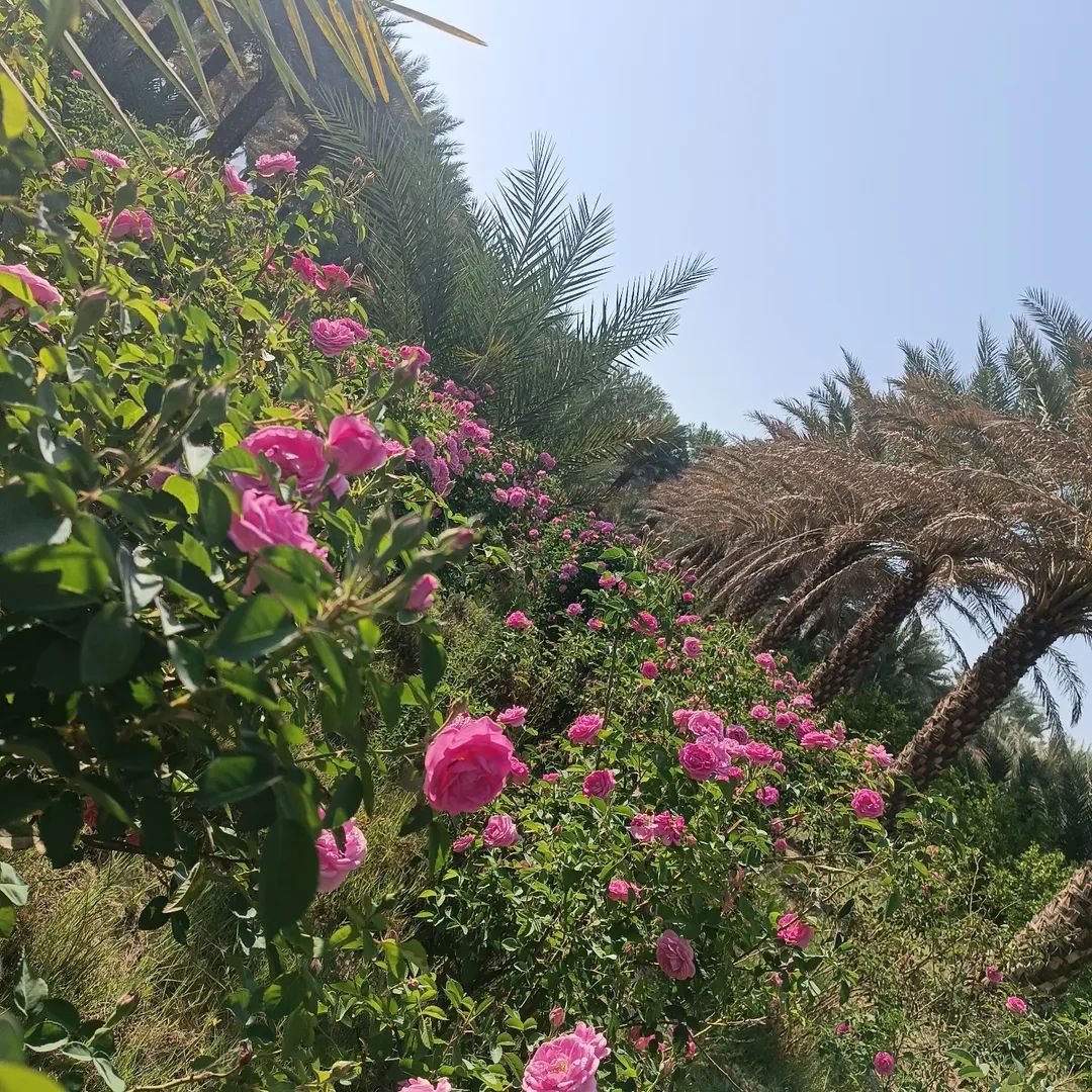گل محمدی