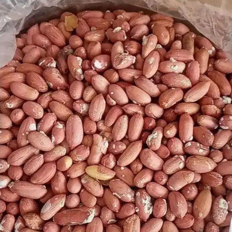 فروش بادام زمینی با تناژ بالا