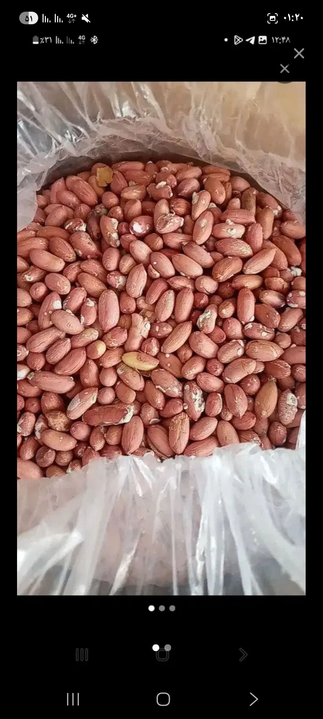 فروش بادام زمینی با تناژ بالا