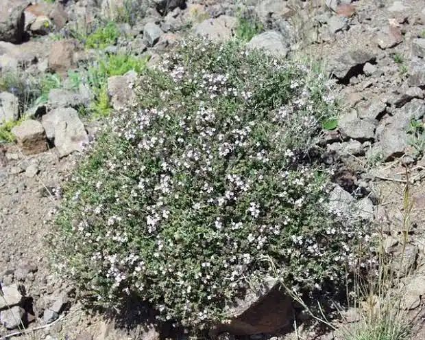 آویشن مرغوب ایرانی