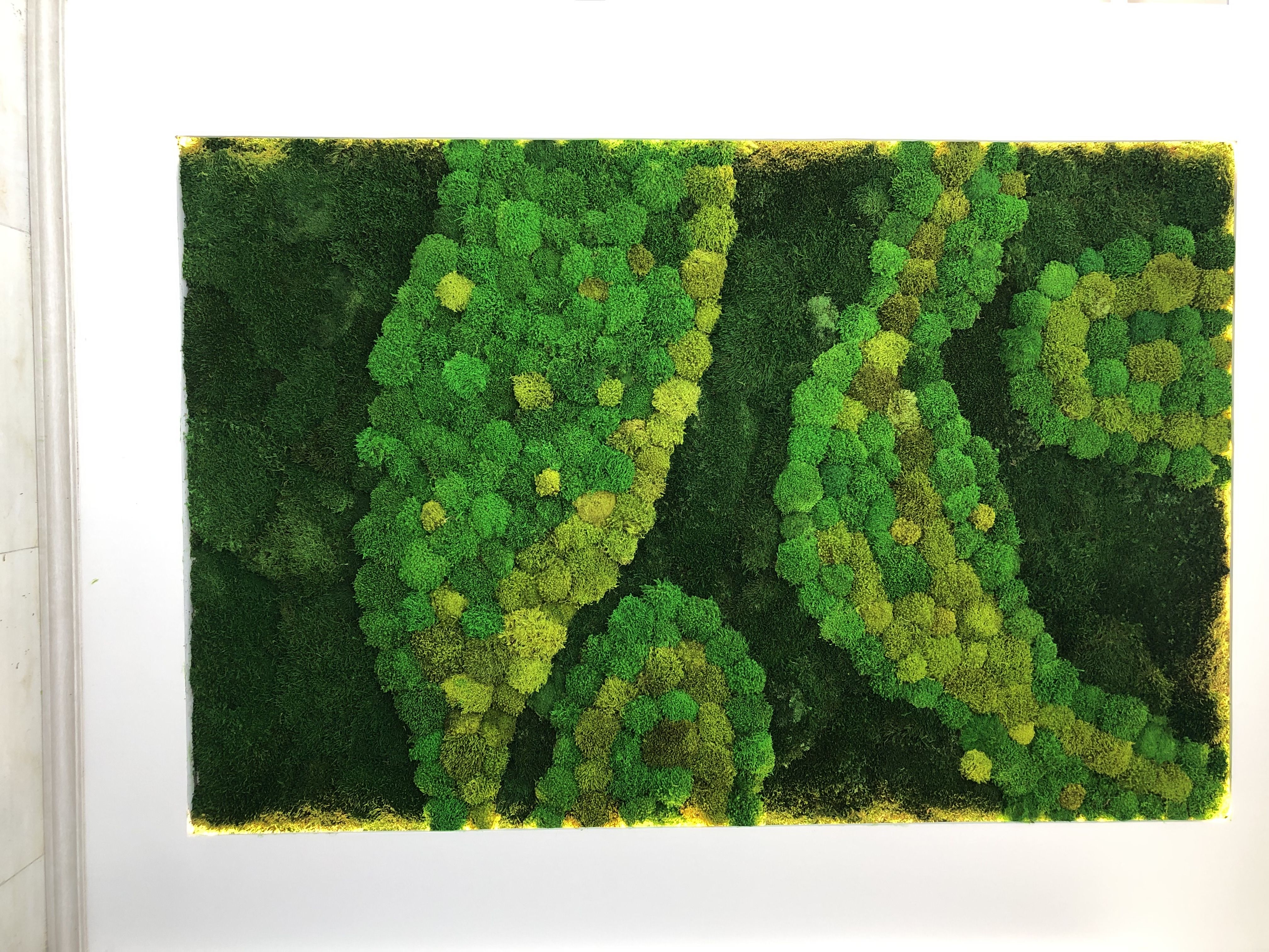 تابلو خزه ای بدون نیاز به آب و نگهداری