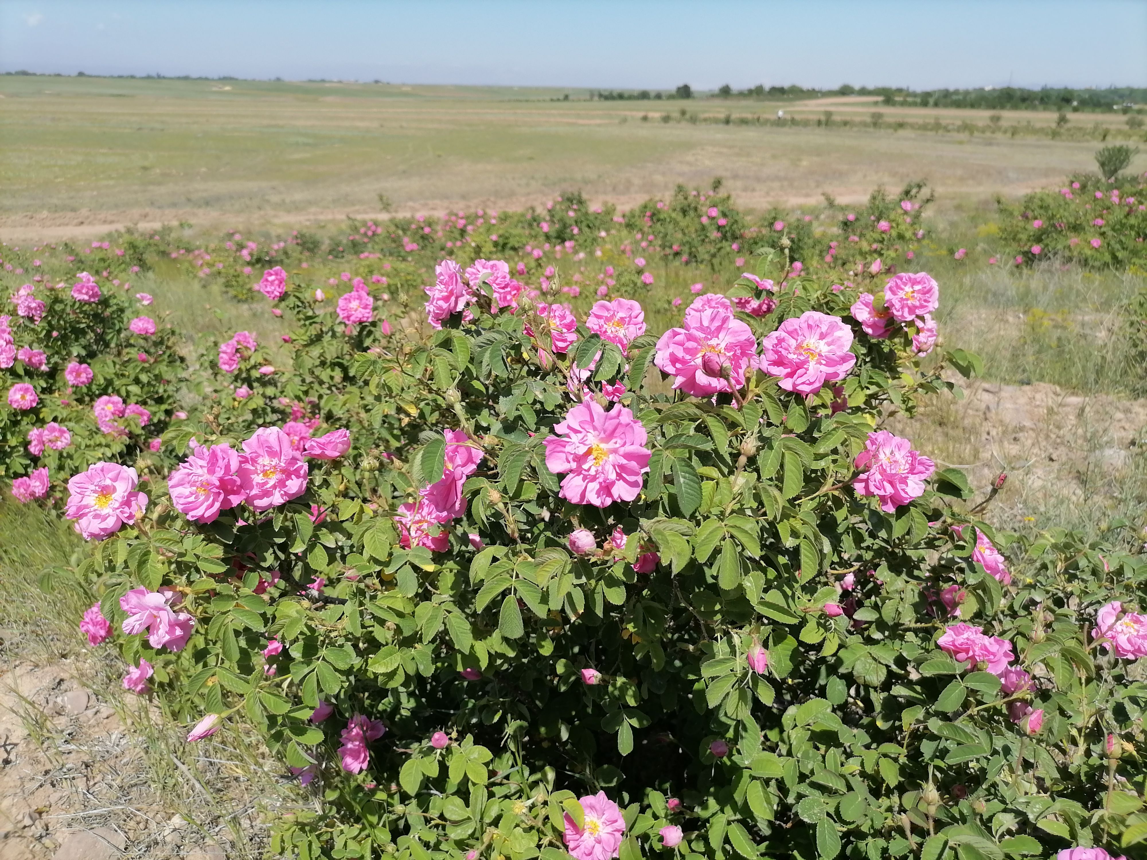گلاب ارگانیک و سنتی
