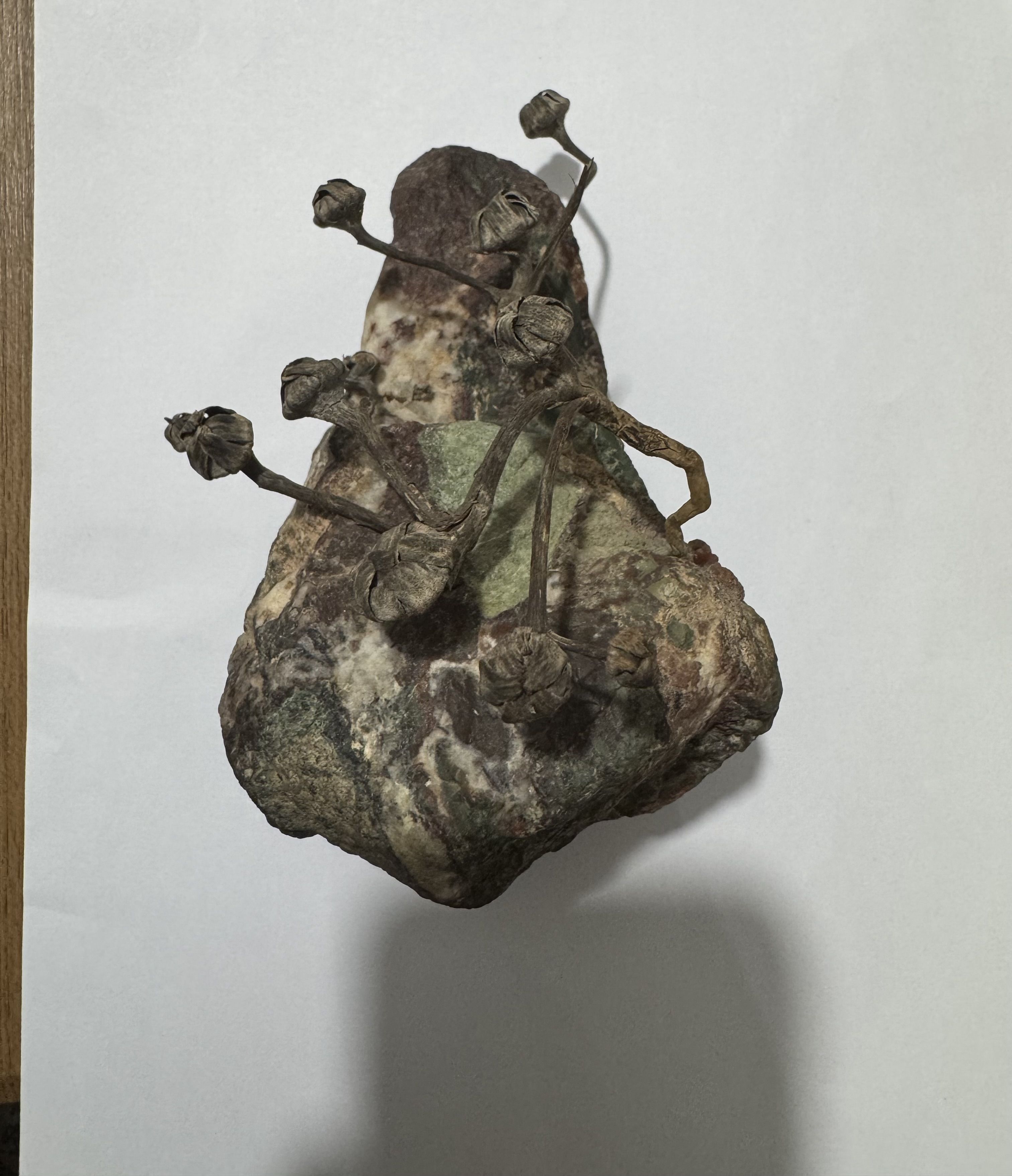 سنگ و گیاه جاودان