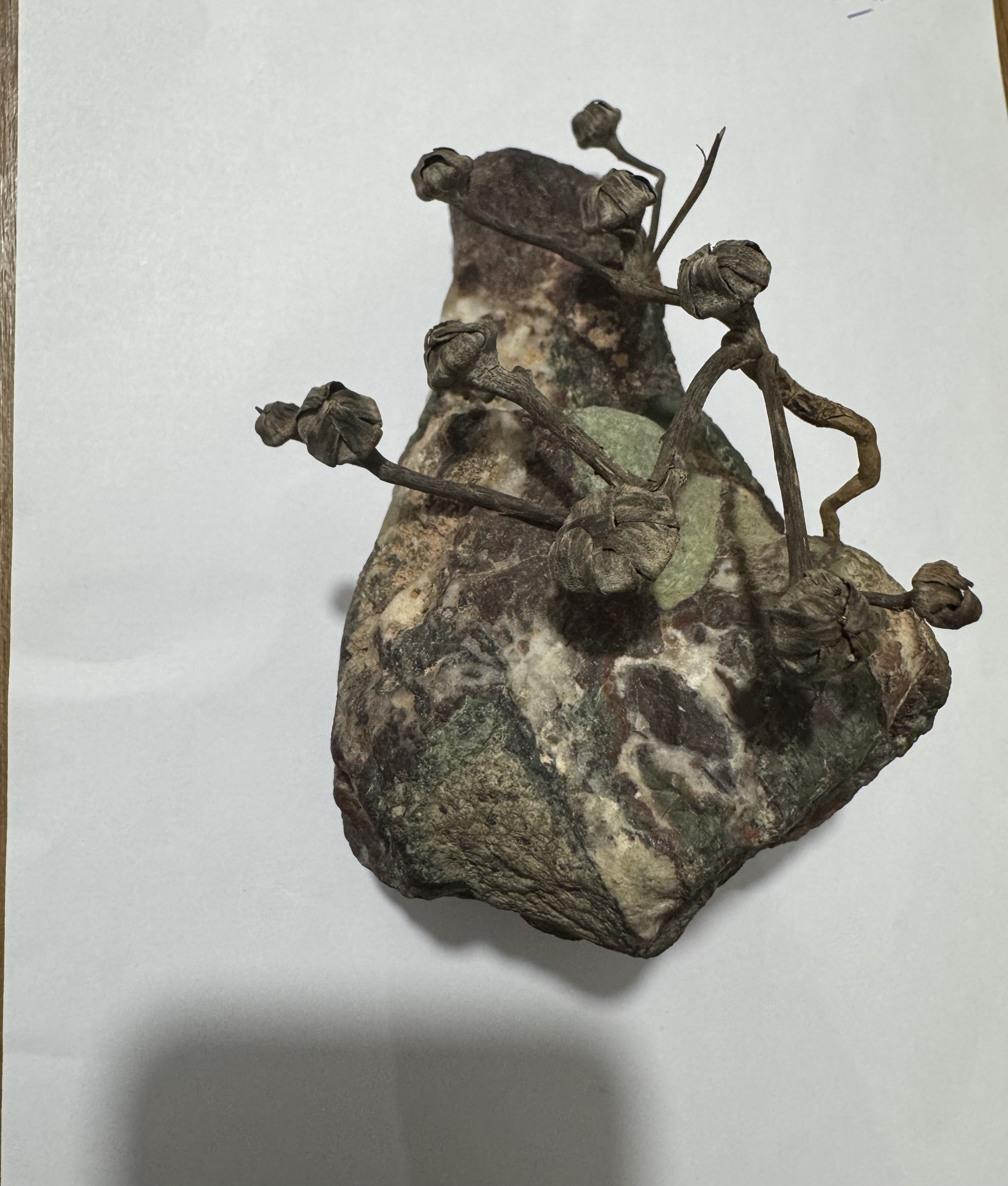 سنگ و گیاه جاودان