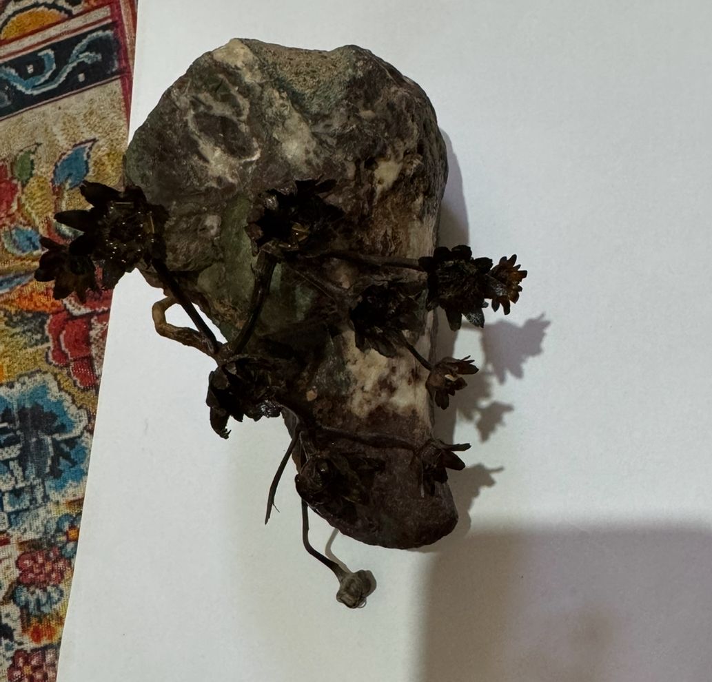 سنگ و گیاه جاودان