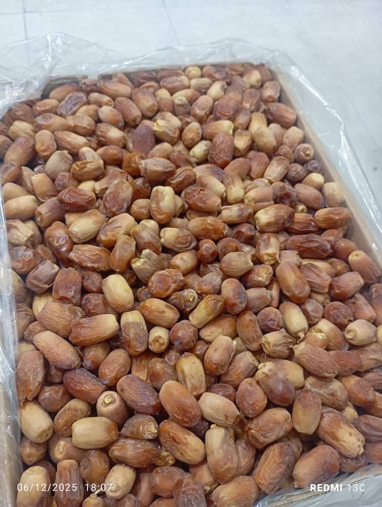 خرمای بلوچستان 