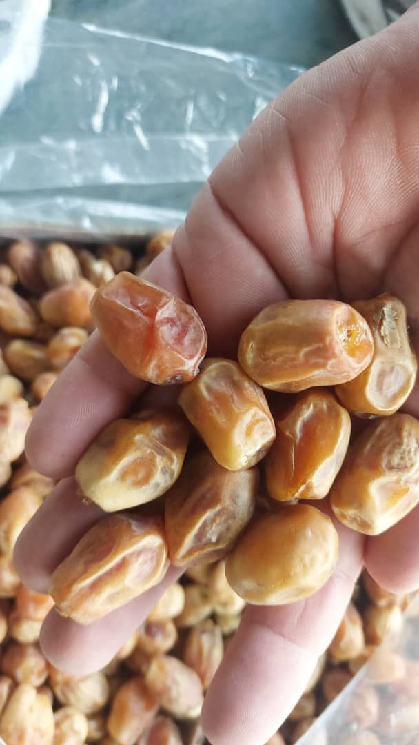 فروش خرمای جهرم