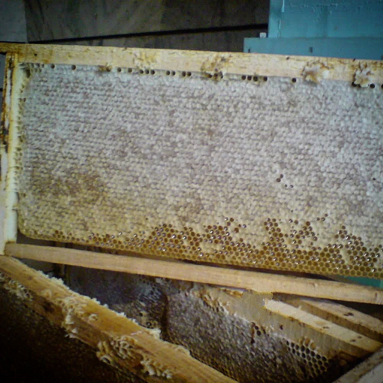 عسل طبیعی گلشهد