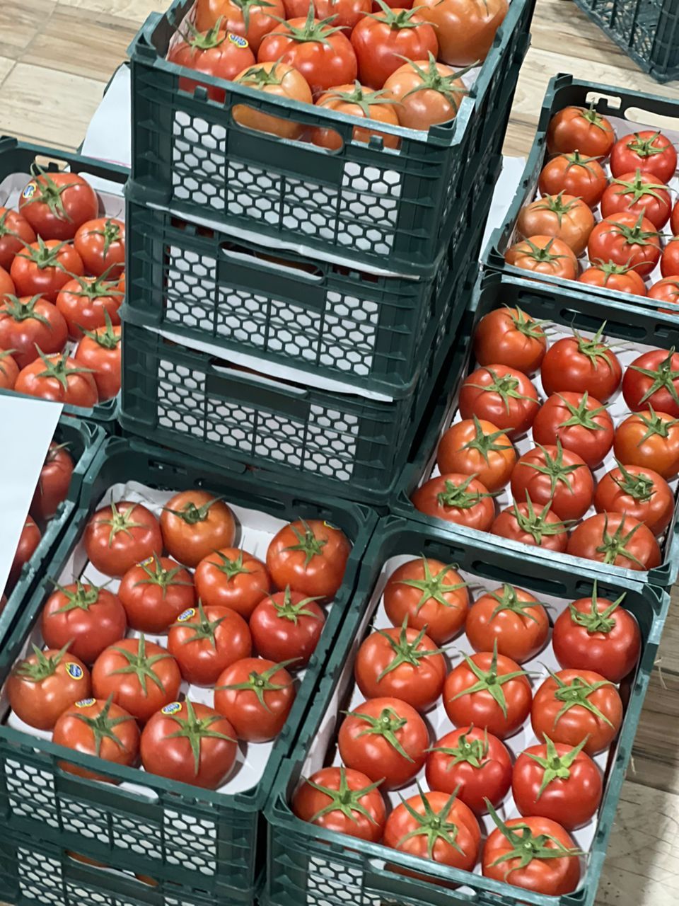 گوجه فرنگی دافنیس