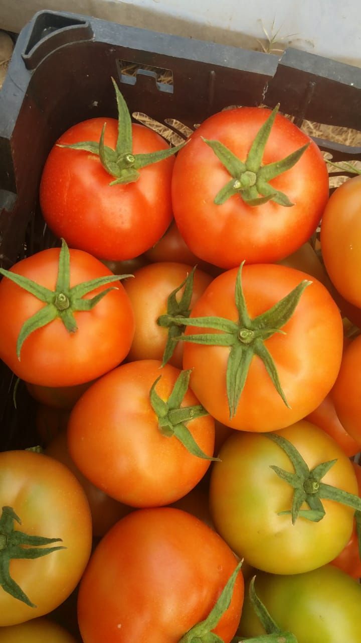 گوجه فرنگی دافنیس