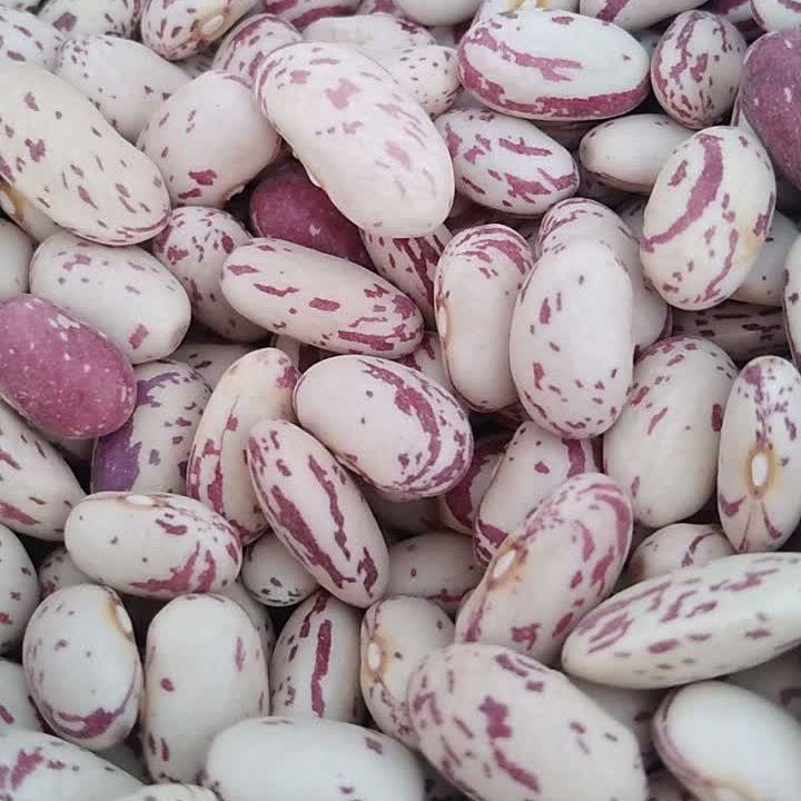 لوبیا چیتی سال