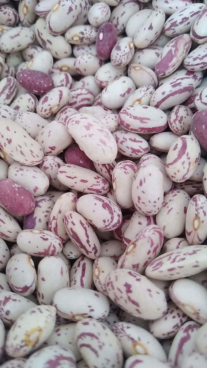 لوبیا چیتی سال