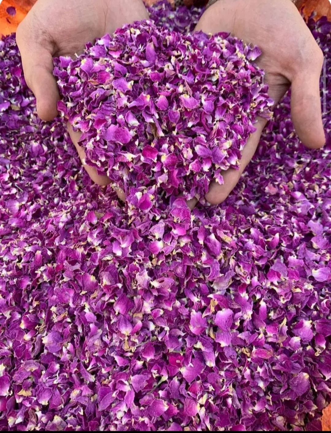 گل محمدی