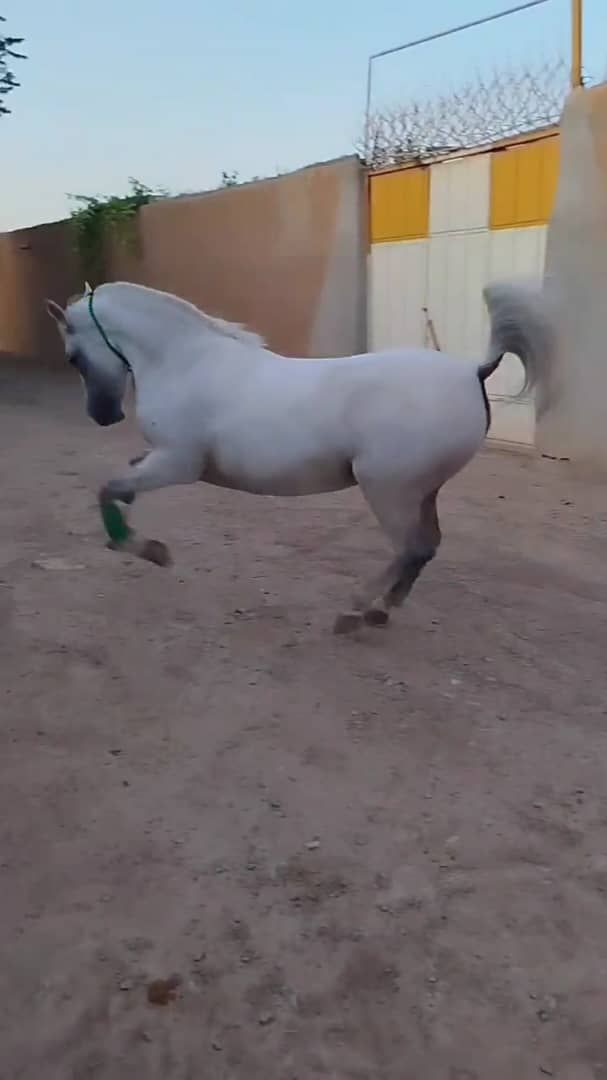 مادیان اصیل و سالم