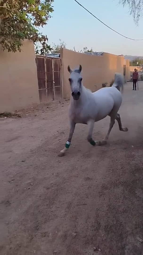 مادیان اصیل و سالم