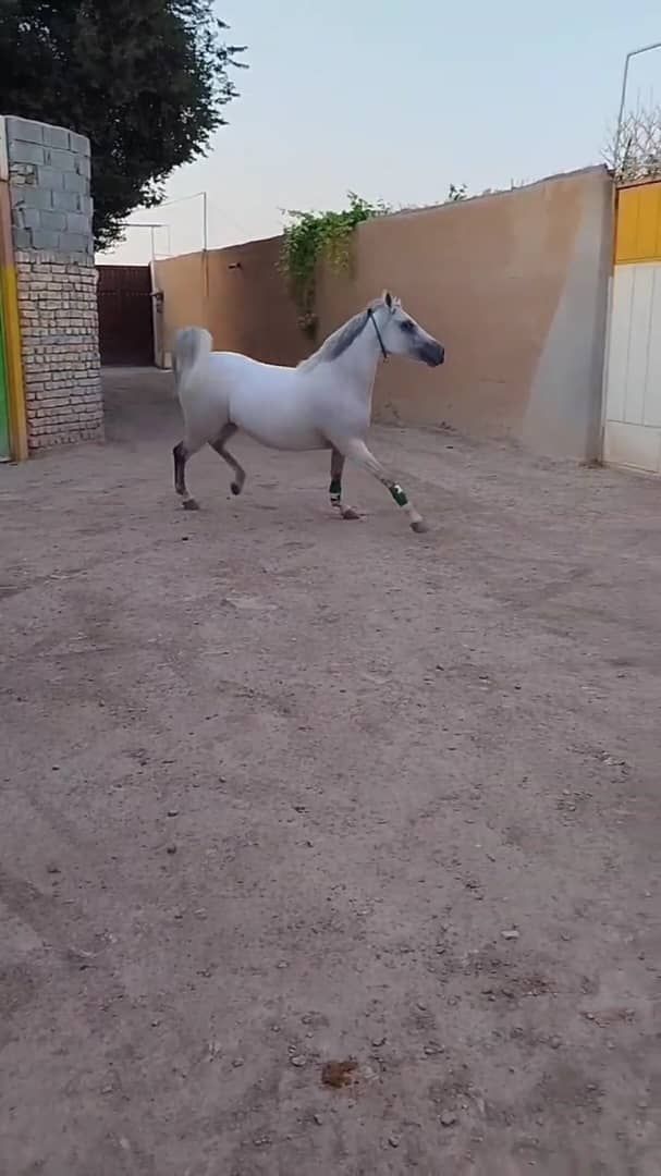 مادیان اصیل و سالم