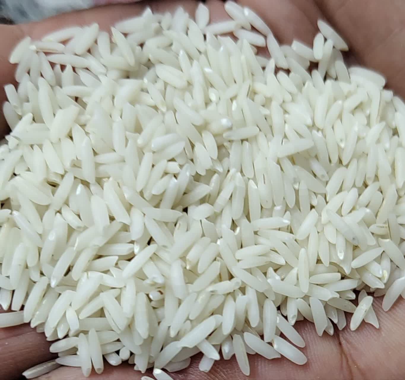 برنج هاشمی از دل روستای ما تا سفره شما 