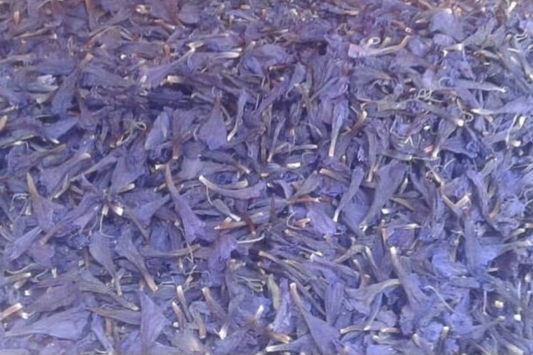 گل گاو زبان کوهستان