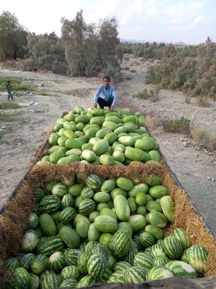 الخظار و الفواکه تره بار