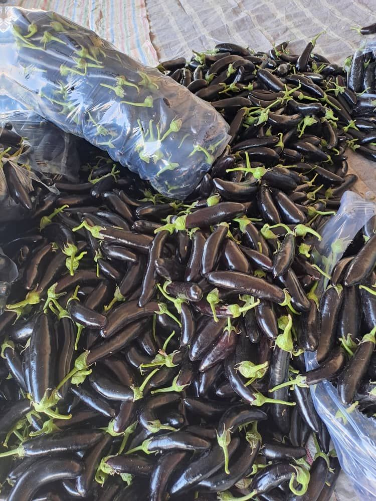 الخظار و الفواکه تره بار