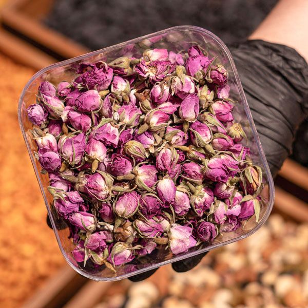 گل محمدی 